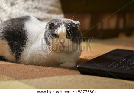 Cat sitting in front of laptop and stares at the monitor