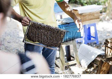 Honey Production