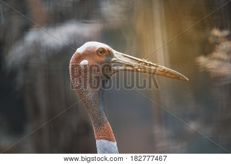 Close up Head of Eastern Sarus Crane Grus Antigone Sharpii  on Wetlands in Thailand.