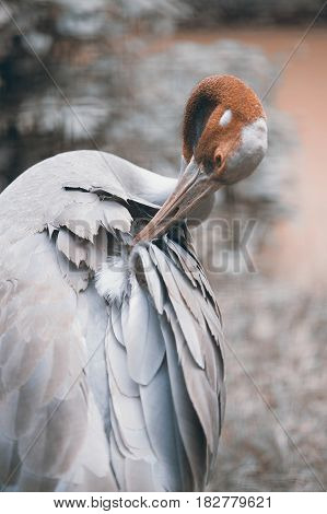 Close up of Eastern Sarus Crane Grus Antigone Sharpii  on Wetlands in Thailand.