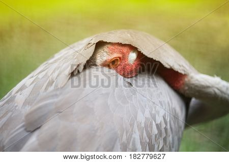 Close up of Eastern Sarus Crane Grus Antigone Sharpii  on Wetlands in Thailand.
