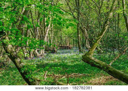 View of bluebells in the Essex woods in spring