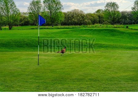 Pheasant bird strolling on the golf course green