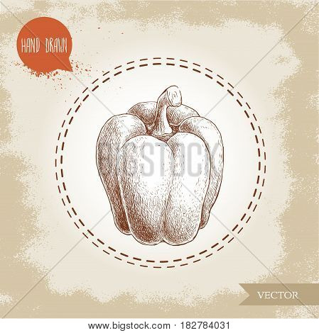 Hand drawn illustration of bell pepper. Sketch style vector capsicum. Health fresh farm food drawing.