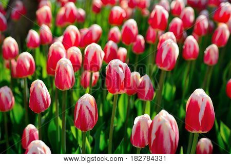 Floral background of tulips. Piink tulips in the park under the morning sunlight in the spring.