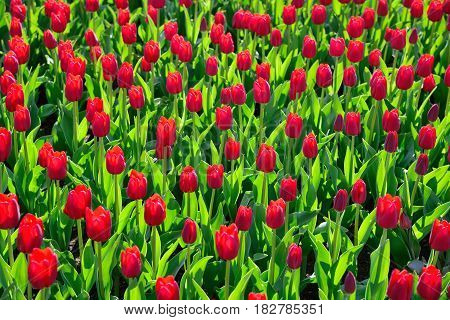 Vany red tulips in the park under the morning sunlight in the spring. Floral background of tulips.