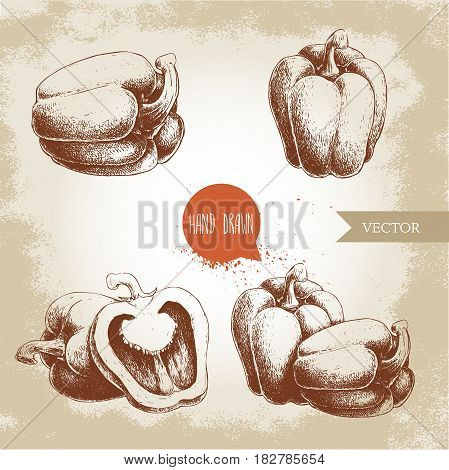 Hand drawn illustration set of bell peppers . Sketch style vector capsicums. Health eco food fresh farm drawing.