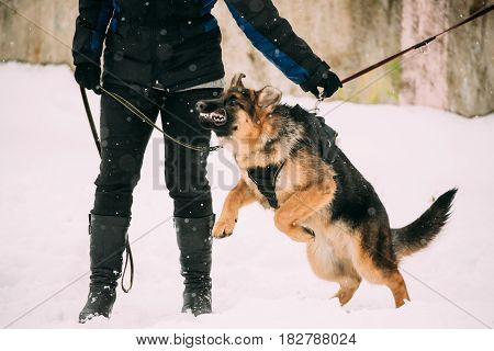 Training Of Purebred German Shepherd Young Dog Or Alsatian Wolf Dog. Attack And Defence. Winter Season