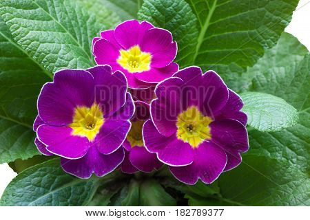 purple violet primrose Primula vulgaris flower closeup