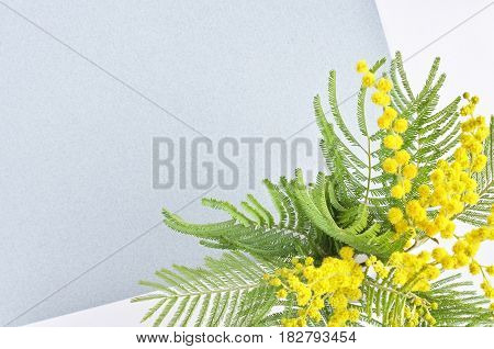 Spring yellow mimose flower branch grey paper background copy space invintation