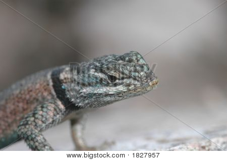 Tornede Lizard profil