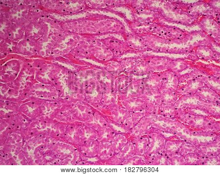 Histology of human kidney under microscope view