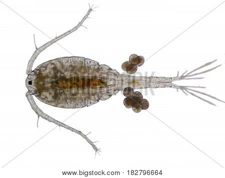 Copepod (Zooplankton) are a group of small crustaceans found in the marine and freshwater habitat.