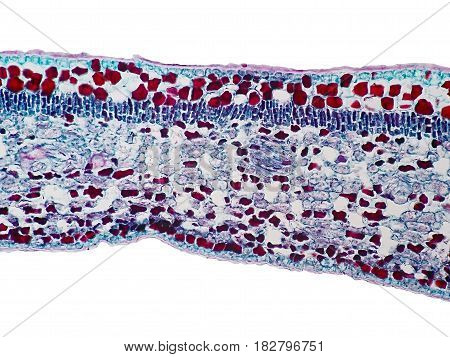 Cross sections of plant leaf under microscope view