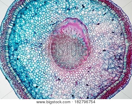 Cross sections of plant root under microscope view