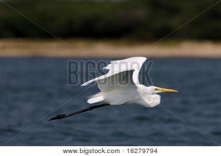 Reiher