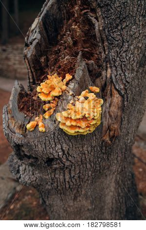 Yellow big mushrooms on a tree in Montenegro.