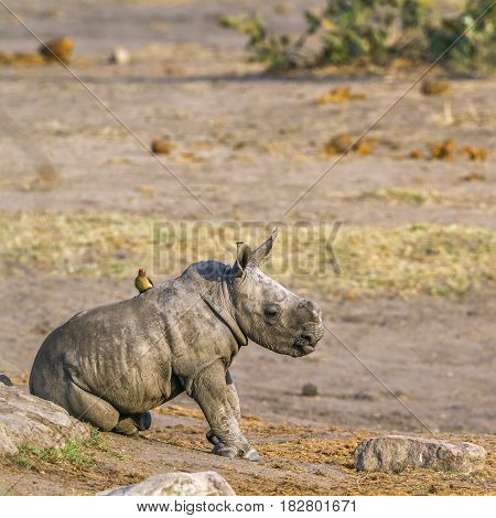 Southern white rhinoceros in Kruger national park, South Africa ; Specie Ceratotherium simum simum family of Rhinocerotidae