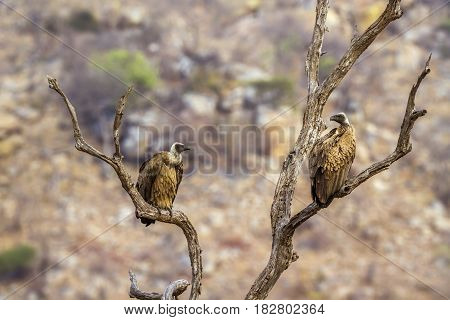 White-backed vulture in Kruger national park, South Africa ; Specie Gyps africanus family of Accipitridae