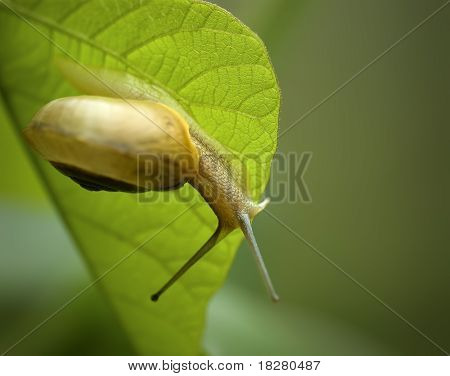 Lumaca