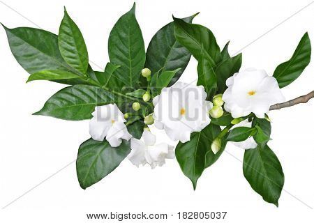  Tabernaemontana divaricata Crape Jasmine, Pinwheel Flower isolated on white background