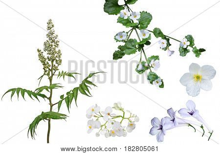 Set of white false spirea Sorbaria sorbifolia Bud, Anemone piperi and Bacopa Scopia