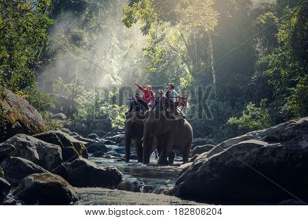Elephant trekking through jungle in northern Laos