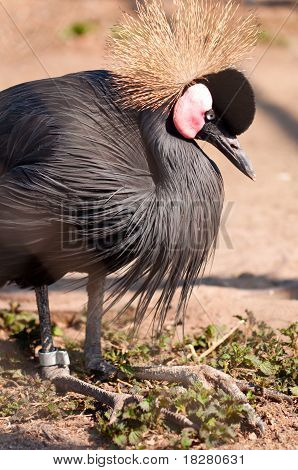 Balearica pavonina