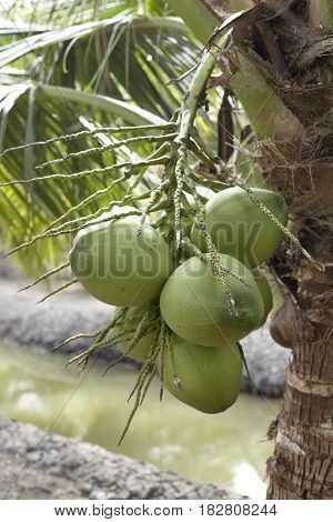 Clusters of freen coconuts close-up hanging on palm tree