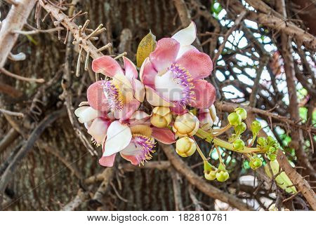Closeup To Shala Flower, Cannonball Tree [shorea Robusta]