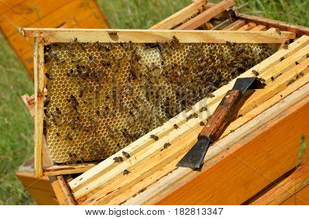 Beehive brood frame with big drone cells wax honeycomb