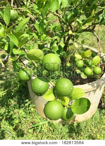 Lemom tree in the thai fruit garden background