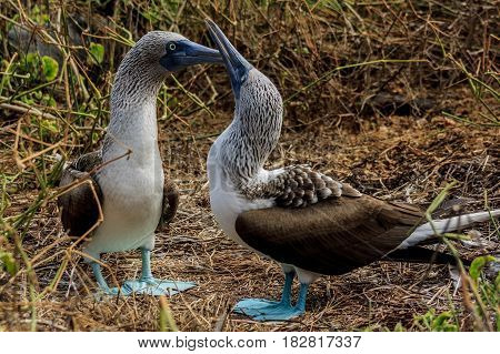 Blue footed booby couple in Galapagos Islands