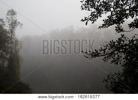 One foggy morning in the backyard in Florida
