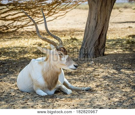 Curved horned antelope Addax (Addax nasomaculatus) was introduced from Sahara desert and nowadays adopted in nature reserve near Eilat, Israel