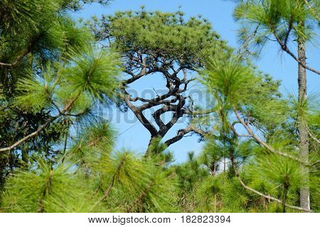 Merkus Pine