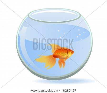 Peces dorados en acuario