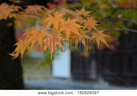 Maple Leaves At Eikando Or Zenrin-ji Temple In Kyoto, Japan