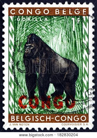 CONGO - CIRCA 1960: a stamp printed in Congo shows Gorilla Human-like Ape circa 1960