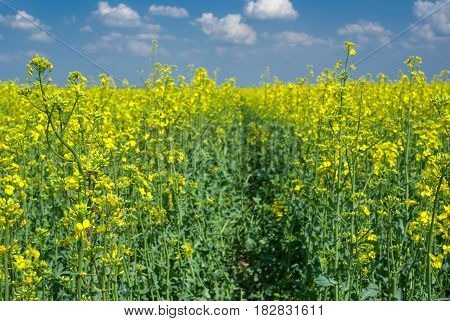 Flowering rape-seed field close-up located near Dnepr city in central Ukraine.