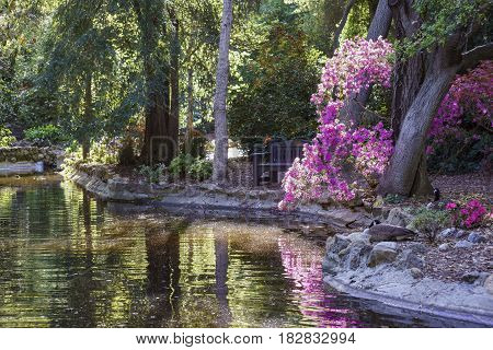 Beautiful Azalea Blossom At Descanso Garden