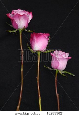 three pink roses black background different length