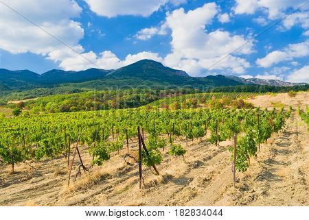 Crimean mountains vineyard and summer season .