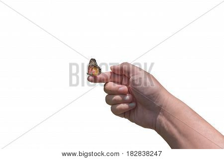 butterfly on finger isolated on white .