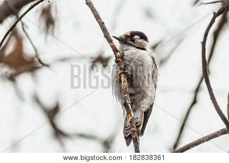 Female Lesser-spotted woodpecker sitting on a tree