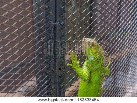 Image Of Green Iguana .