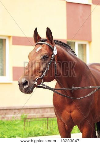 Portræt af sporty hest