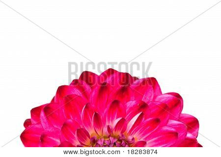 Makro visning af Pink blomst Dahlia isoleret