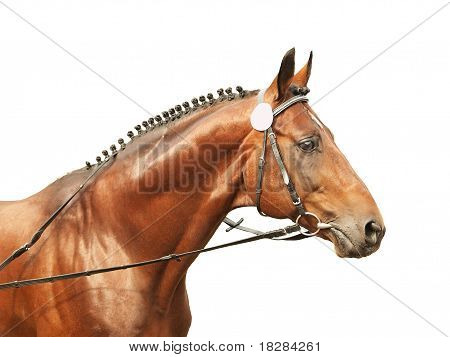 trakehner hermoso semental