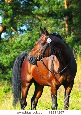 trakehner hermoso semental
